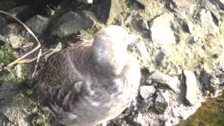 【4K】ウミネコ ﾆｬｰﾆｬｰそろそろ およごっかなぁ／black-tailed gull 🗾 in Otaru Part16