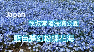 日本茨城國營常陸海濱公園，超級夢幻藍色粉蝶花海、林中萬紫千紅鬱金香，一次看個過癮！