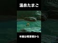 温泉たまご【ゼルダの伝説 ブレス オブ ザ ワイルド】 shorts