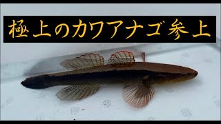 極上カワアナゴをゲット【2021ガサガサ納め後編】