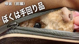 【帰省:前編】犬と新幹線に乗りました。オススメの席は？駅弁、お土産何にする？（新神戸駅）