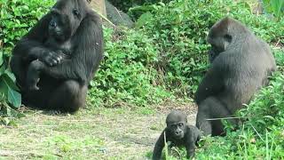 4.5M Old Jabali 小探險家趴趴走，媽媽很忙😄