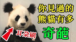 最好辨認的大熊貓，每一隻都獨具特色，你認識哪幾隻？#動物的迷惑行為#搞笑#寵物#寵物生活#pets#animal#毛孩子 #panda