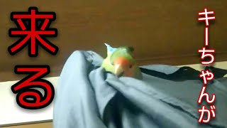 飼い主といつも一緒に居たいコザクラインコ