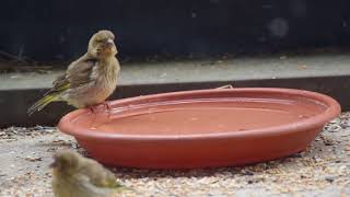 初めてのお水？アオカワラヒワの巣立ち雛　Greenfinch fledgling chicks  2018 0430