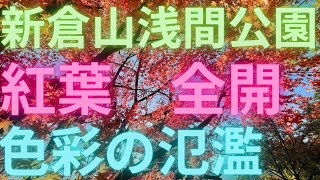 新倉山浅間公園　紅葉ジャズ　たびねこスタジオ112