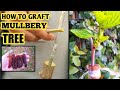 How to graft mulberry tree | Mulberry Grafting technique | Grafting mulberry