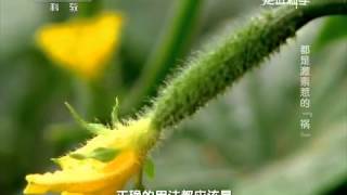 20150119 走近科学  疯狂的食物——都是激素惹的“祸”