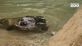 Rescued Saimaa ringed seal might get a new home from Korkeasaari Zoo