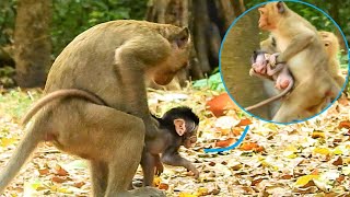 OMG, NO_NO JUST BABY MONKEY ONE, WHY ADULT MONKEY DO LIKE THAT ON IT? JODY SCARE CALL MUM JANE HELP.