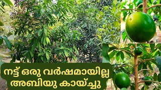 നട്ട് ഒരു വർഷമായില്ല അബിയു കായ്ചേ /Abiyu Plant Malayalam/Abiyu Fruit Malayalam/Abiu Plant Abiu fruit