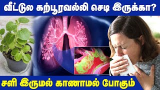 Benefits of Karpooravalli | Remedy for Cold and Cough