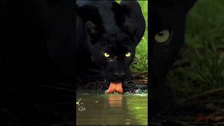 Nature's Majesty: Black Panther Caught on Camera Drinking Water