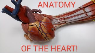 Visceral and Vascular Anatomy - Heart structures