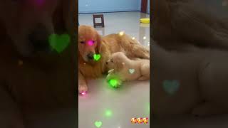 අම්මේ කතන්දරයක් කියලා දෙන්නකෝ.. #shots #cute #dog #shorts #short