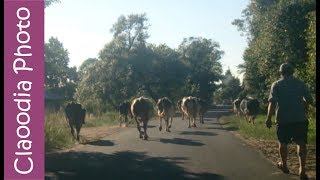 Stado krów gdzieś na Podlasiu :)