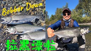 Vedder/Chilliwack河-浮漂钓三文鱼   Float Fishing for Salmon at Vedder/Chilliwack River