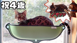 子供達の誕生日プレゼントで喧嘩する両親猫