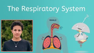 The Respiratory System - Life Science for Kids!