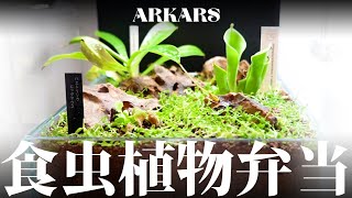 ARKARS_002「食虫植物弁当」