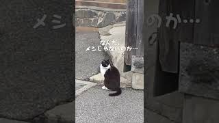 尾道 猫さんぽ『猫と坂道』その40 #shorts　腹減った。