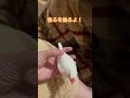 〖日常〗後ろを触る 文鳥 白文鳥 buncho javafinch javasparrow 文鳥動画 文鳥生活 手乗り文鳥 ペット動画