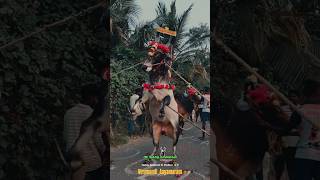 விருமாண்டி காளை மாஸ் லூக் #jallikattu #explore #official #treading #trending #pi #nature