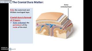 Overview of Head Interior (Cranial Cavity 1 - Dural Folds) - Dr. Ahmed Farid