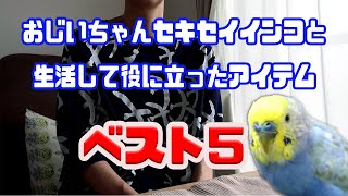 おじいちゃんセキセイインコと生活して役に立ったアイテムベスト5！《16歳のご長寿おじいちゃんセキセイインコ愛ちゃん日記》16-year-old budgerigar Ai-chan diary