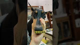 【杜宾安妮】 离谱！满级杜宾的缺点居然是#doglife #狗狗 #宠物 #animals #pets