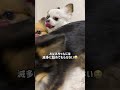 ラブラブ💕が止まらない親子＃shorts【チワワ】【chihuahua】【ブラックタン】【多頭飼い】