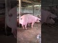 absolutely amazing pink mother pig farm piggy pigfarm pigeons pigeonlover pigs shorts