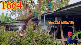 Nhóm Vua Khỉ Miền Tây cưa xong cây Còng thì Trời mưa lớn (3/3) Cutting tree