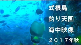 式根島海中2017秋／東京アドベンチャーツーリズム