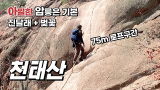 천태산 _ 거대한 바위 절벽에 설치된 75m 로프 한줄 _ 지금 진달래꽃이 한창인 천태산의 암릉 길을 걸어보세요