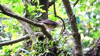 2022.06.26 早上  植物園 鳳頭育雛: 二寶吃綠繡眼