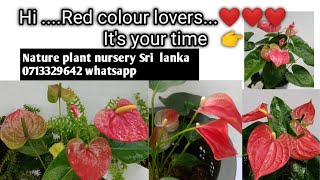 රතුම රතු පාටට ආස ඔයාටමයි මේ...❤️💐@NaturePlantnurserySrilanka