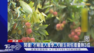 夏季水果貴! 大樹玉荷包每斤150元起 玉井芒果減產三成｜TVBS新聞