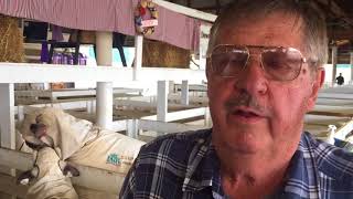 Preparing sheep for judging at the NYS Fair