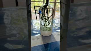 Wonderful Houseplant grow in water #shorts #houseplants