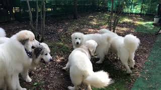 お友達が遊びに来ました。 greatpyrenees グレートピレニーズ