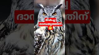 മികച്ച ദാമ്പത്യത്തിന് വെള്ളിമൂങ്ങ? owl #hmdcreativity