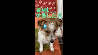 勢いあまって着地に失敗した小型犬 #shorts #ジャックラッセルテリア