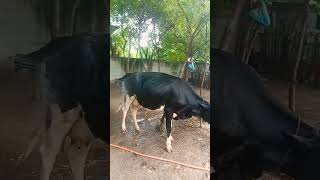 எங்க மாடு குளிக்குது🐄🐄🐄🐄🐄🌹