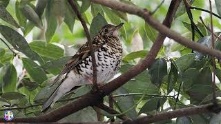 野鳥動画　いつもの公園で警戒心の低いトラツグミ