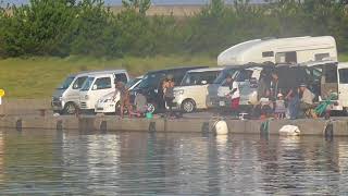 車横付けできるので家族連れに大人気の田辺市芳養（はや）湾