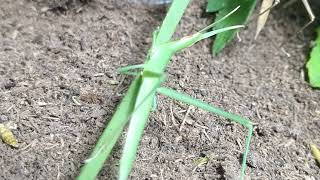 草を食べるショウリョウバッタ（まだ幼体）