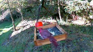 The northern cardinal and the black-capped chickadee got along well. 北美红雀和黑帽山雀和平相处。#birds #鸟类