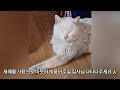 중성화 수술이 된 채 버려진 유기묘 길고양이 구조했어요_rescue straycat abandoned cat feralcat