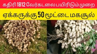 கதிரி1812 வேர்கடலை இரகம் பற்றிய அனுபவ தகவல் | Kadiri1812